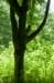 amsterdamsebos_015_small.jpg