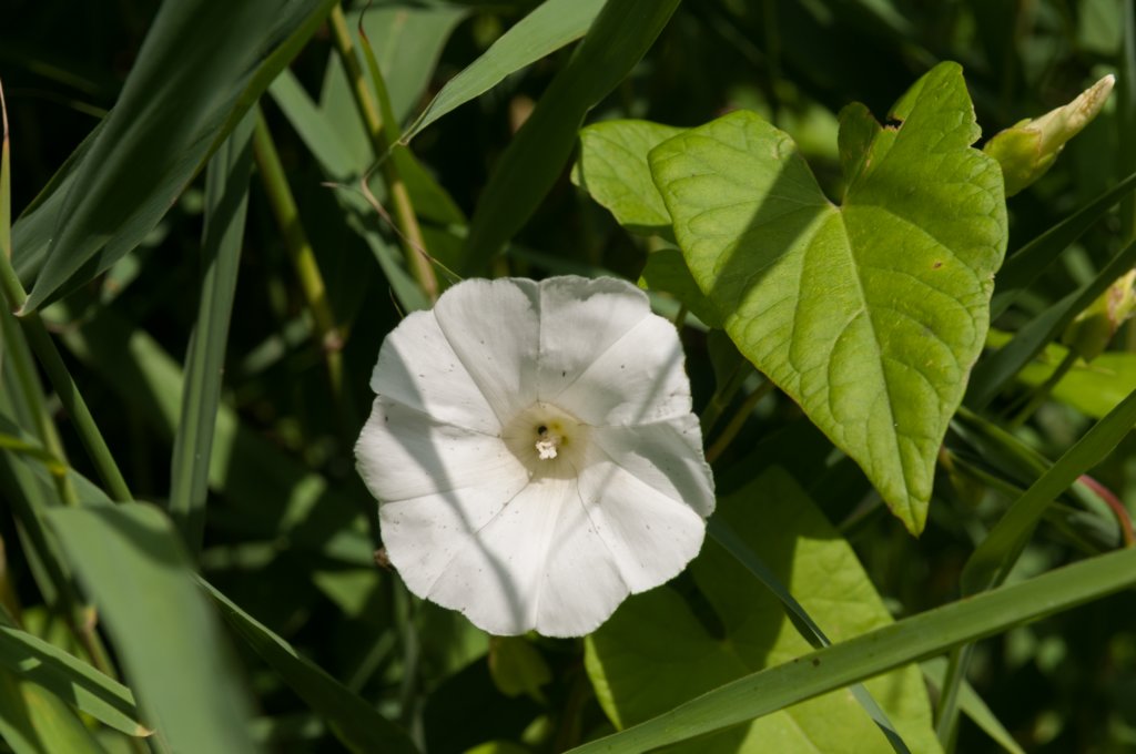 amsterdamsebos_017.jpg
