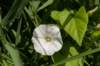 amsterdamsebos_017_small.jpg