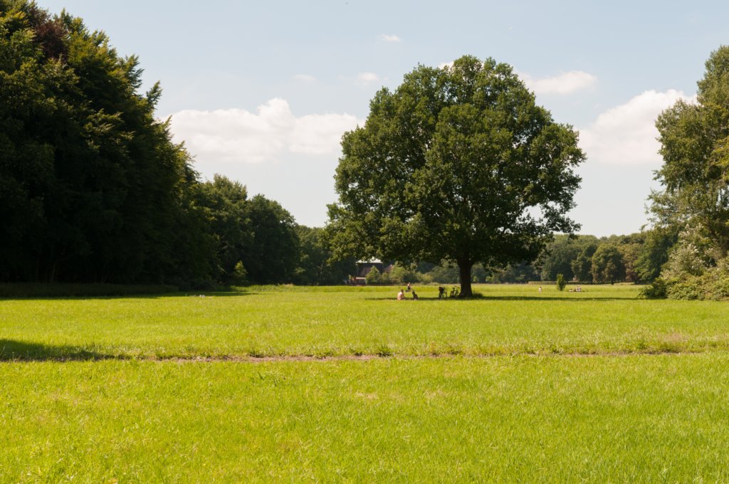 amsterdamsebos_021.jpg