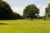 amsterdamsebos_021_small.jpg