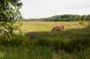 amsterdamsebos_022_small.jpg