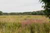 amsterdamsebos_023_small.jpg