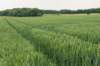 heuvelland_020_small.jpg