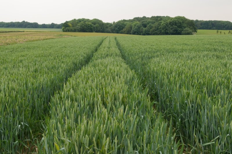 heuvelland_022.jpg