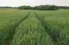 heuvelland_022_small.jpg