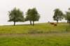 heuvelland_036_small.jpg