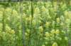 heuvelland_039_small.jpg