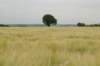 heuvelland_048_small.jpg