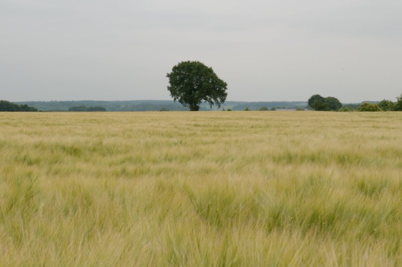 heuvelland_049.jpg