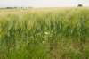 heuvelland_052_small.jpg