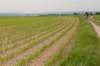 heuvelland_057_small.jpg