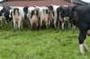 heuvelland_069_small.jpg