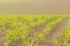 heuvelland_073_small.jpg