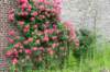 heuvelland_084_small.jpg