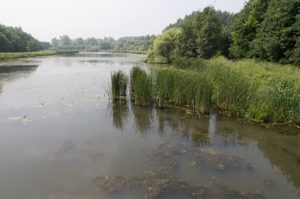biesbosch_003.jpg