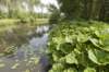biesbosch_008_small.jpg