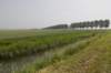 biesbosch_016_small.jpg