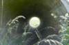 biesbosch_018_small.jpg