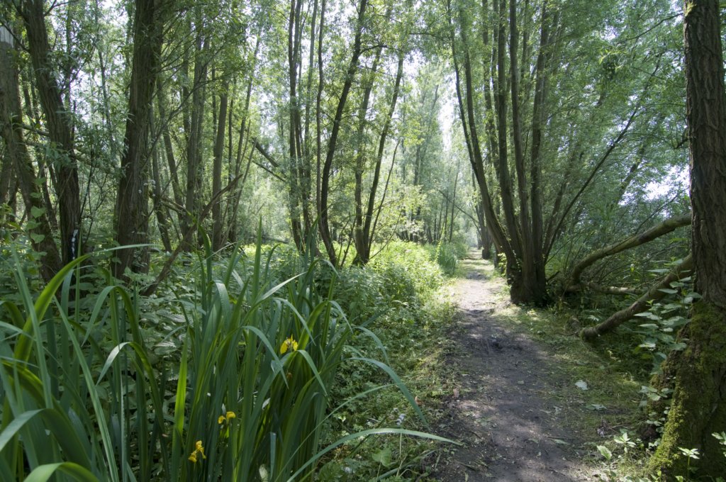 biesbosch_036.jpg