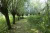 biesbosch_041_small.jpg