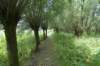 biesbosch_042_small.jpg