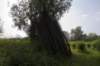 biesbosch_043_small.jpg