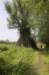 biesbosch_044_small.jpg