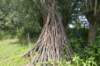 biesbosch_048_small.jpg