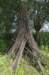 biesbosch_049_small.jpg