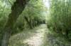 biesbosch_051_small.jpg