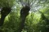 biesbosch_059_small.jpg