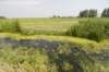 biesbosch_061_small.jpg