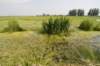 biesbosch_062_small.jpg