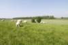 biesbosch_067_small.jpg