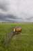 hollandsekade_037_small.jpg