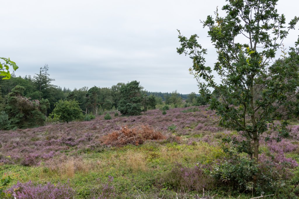 holterberg2_013.jpg