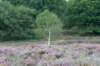 holterberg2_031_small.jpg