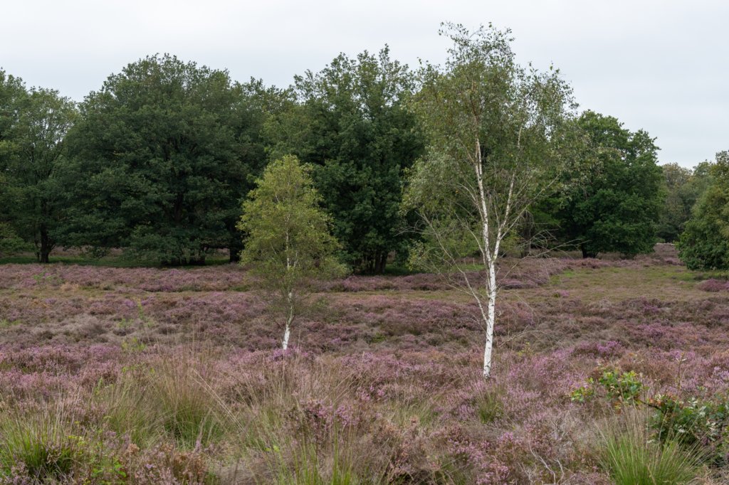 holterberg2_032.jpg