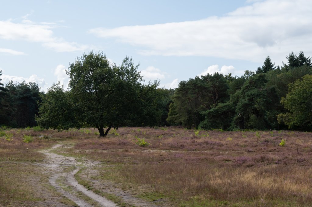 hoorneboegseheide_002.jpg