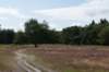 hoorneboegseheide_002_small.jpg