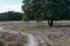hoorneboegseheide_003_small.jpg