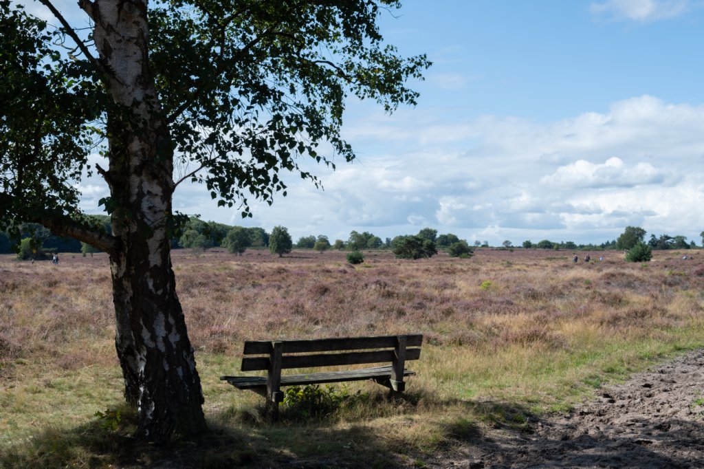 hoorneboegseheide_004.jpg