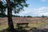 hoorneboegseheide_004_small.jpg