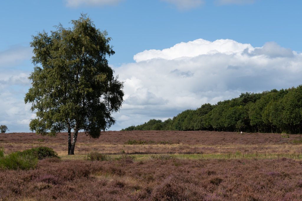 hoorneboegseheide_005.jpg