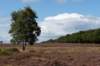 hoorneboegseheide_005_small.jpg