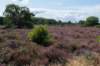 hoorneboegseheide_006_small.jpg