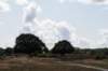 hoorneboegseheide_007_small.jpg