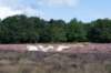 hoorneboegseheide_008_small.jpg