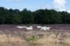 hoorneboegseheide_009_small.jpg